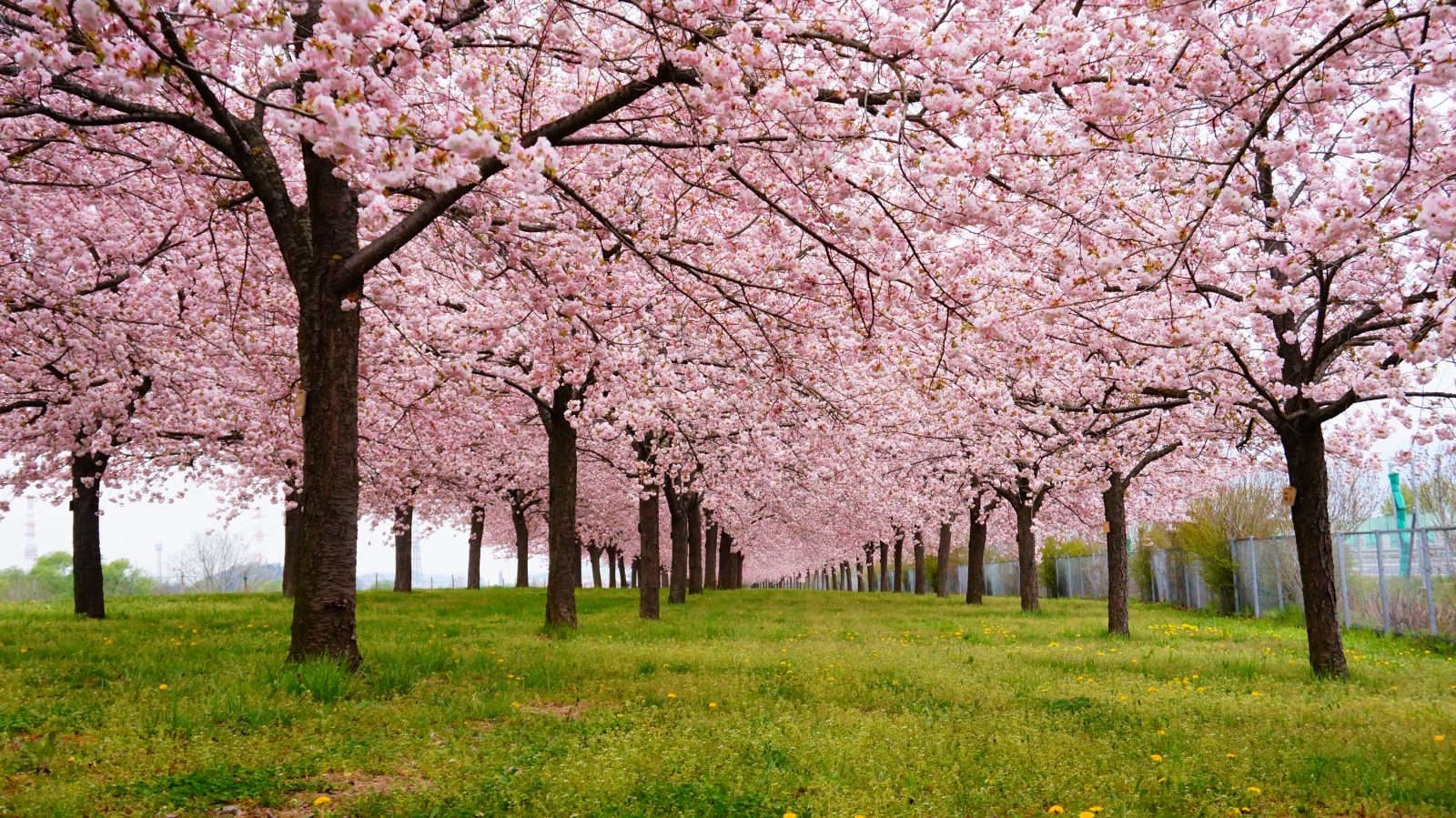 Cherry Trees Along the Chikuma River | OBUSE GUIDE